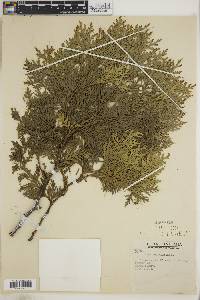 Thuja occidentalis image