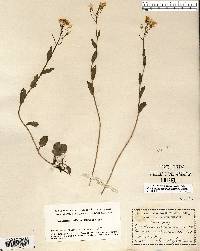 Cardamine bulbosa image