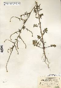 Sisymbrium officinale image