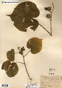 Abutilon theophrasti image