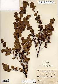 Betula pumila image