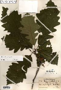 Quercus bicolor image