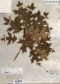 Quercus ellipsoidalis image