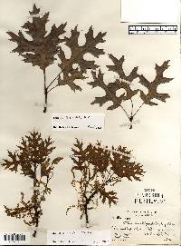 Quercus ellipsoidalis image