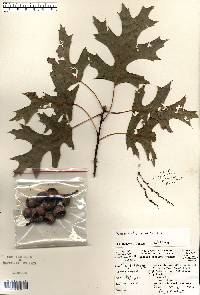 Quercus ellipsoidalis image