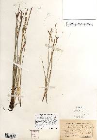 Sisyrinchium atlanticum image