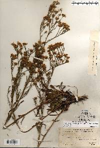 Symphyotrichum pilosum var. pringlei image