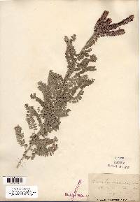 Amorpha canescens image