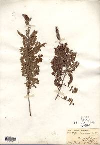 Amorpha canescens image