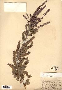 Amorpha canescens image