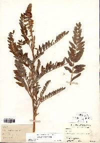 Astragalus canadensis image