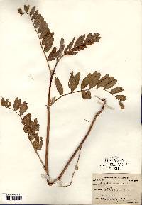 Astragalus canadensis image