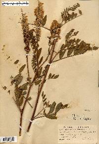 Astragalus canadensis image