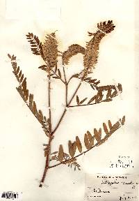 Astragalus canadensis image