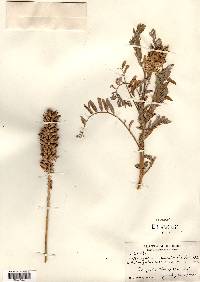 Astragalus canadensis image