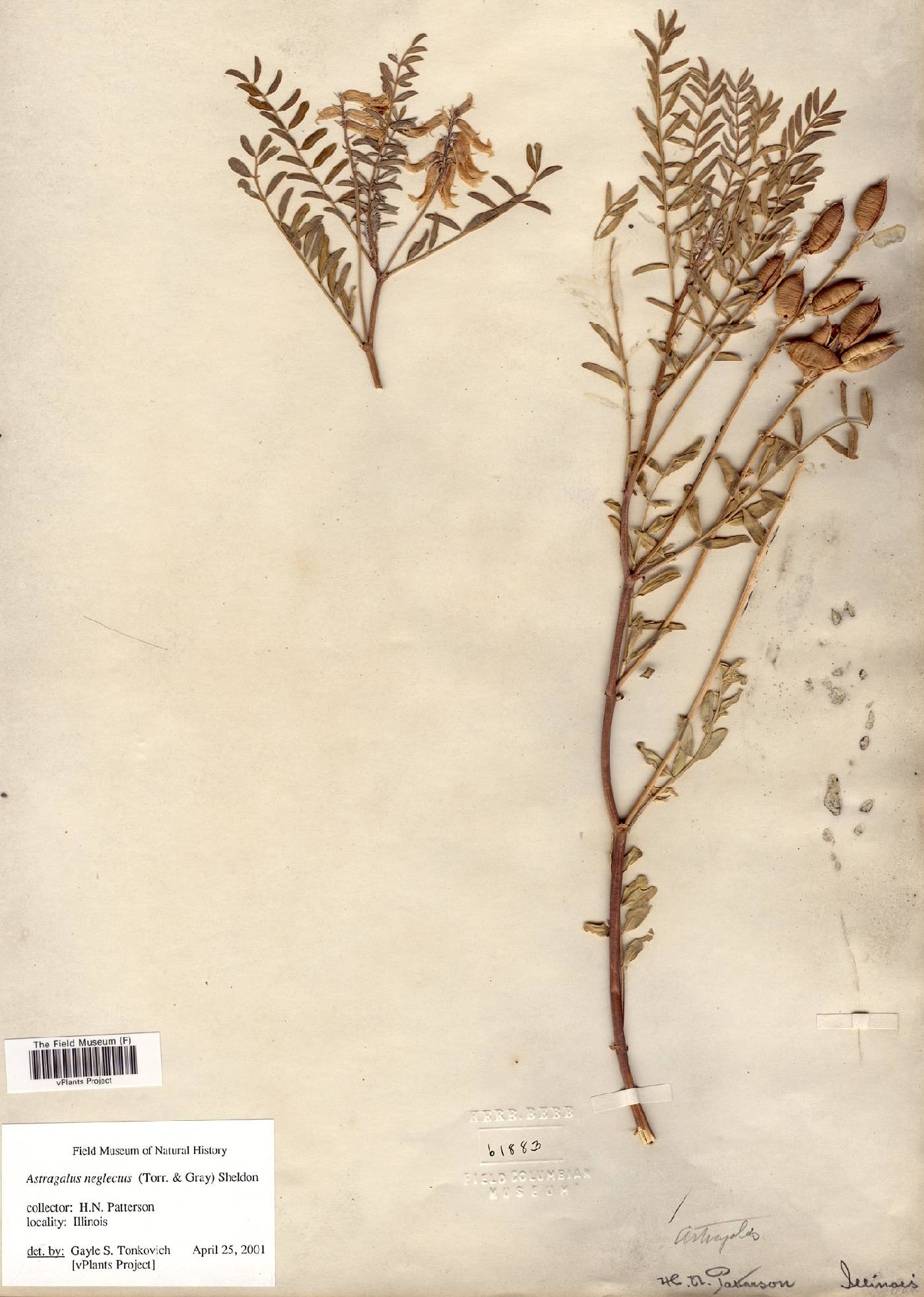 Astragalus neglectus image