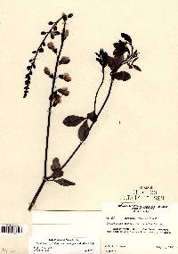 Baptisia alba var. macrophylla image