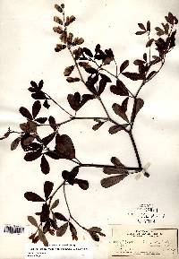 Baptisia alba var. macrophylla image