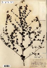 Baptisia tinctoria image