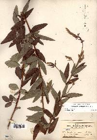 Desmodium canadense image