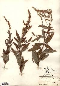 Desmodium canadense image