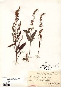 Desmodium canadense image