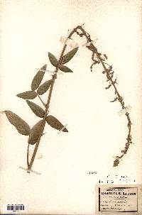 Desmodium canescens image