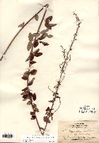 Desmodium ciliare image