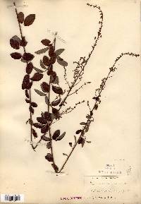 Desmodium ciliare image