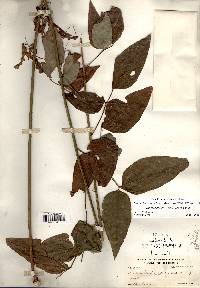 Desmodium cuspidatum var. longifolium image