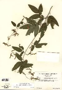 Desmodium glabellum image