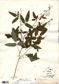 Desmodium glabellum image