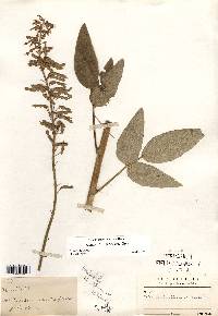 Desmodium illinoense image