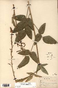 Desmodium illinoense image