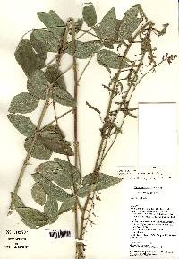 Desmodium illinoense image