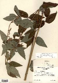 Desmodium perplexum image