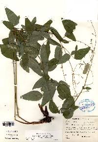 Desmodium perplexum image