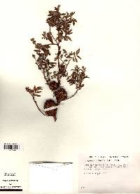 Glycyrrhiza lepidota image