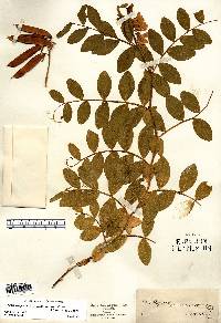 Lathyrus japonicus var. maritimus image