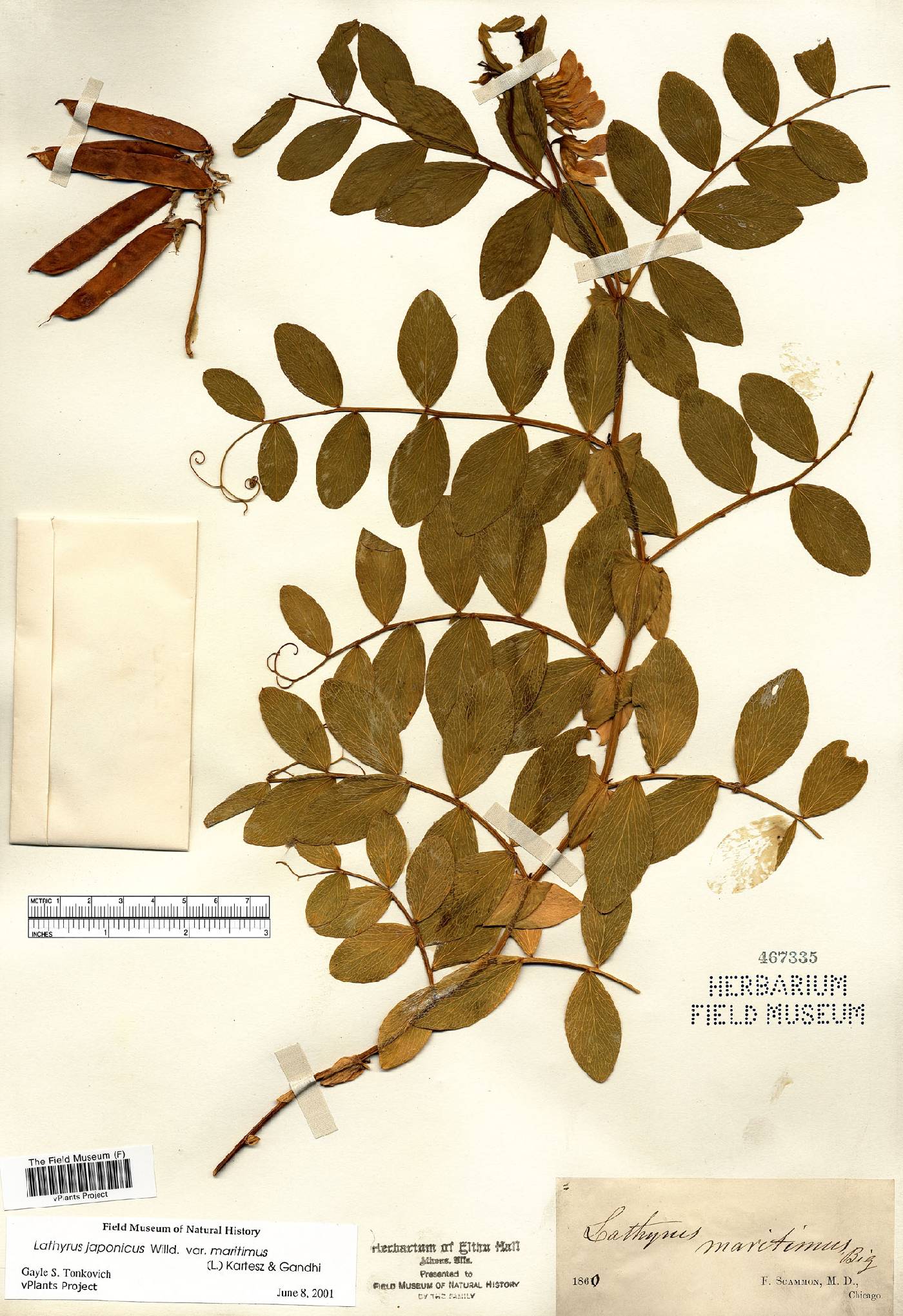 Lathyrus japonicus var. maritimus image