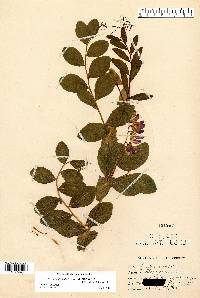 Lathyrus japonicus image