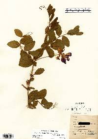 Lathyrus japonicus var. maritimus image