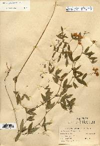 Lathyrus palustris image