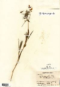 Lathyrus palustris image