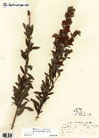 Lespedeza capitata image