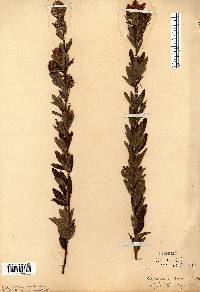 Lespedeza capitata image