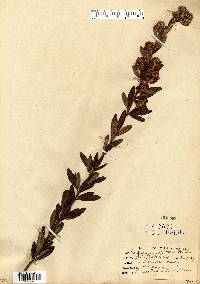 Lespedeza capitata image