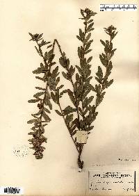 Lespedeza capitata image