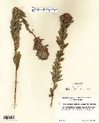 Lespedeza capitata image