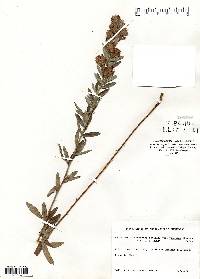 Lespedeza capitata image